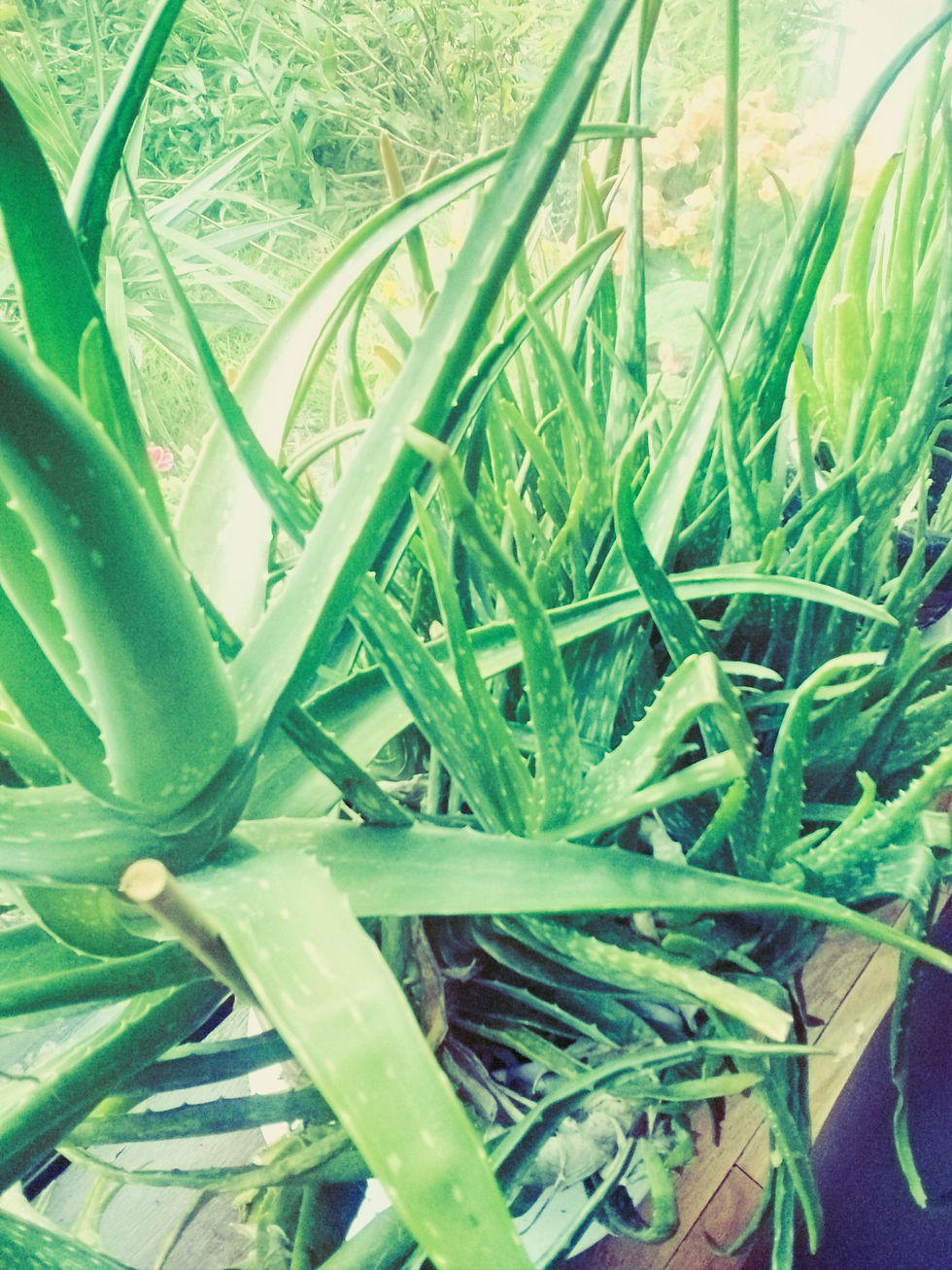 Aloe Vera Planting & Home beauty uses