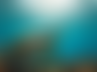 Haleiwa Marine Life Guide: Exploring Haleiwa's Marine Wonders