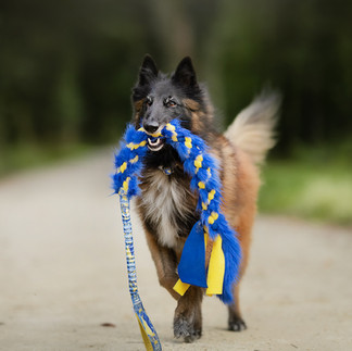 Belgian Shepherd Tervueren running with furry tug toy