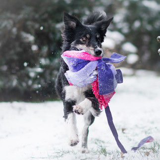 Border collie running with mop long toy