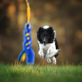 Black and white puppy running toward a hanging fleece tug toy during motivational play training