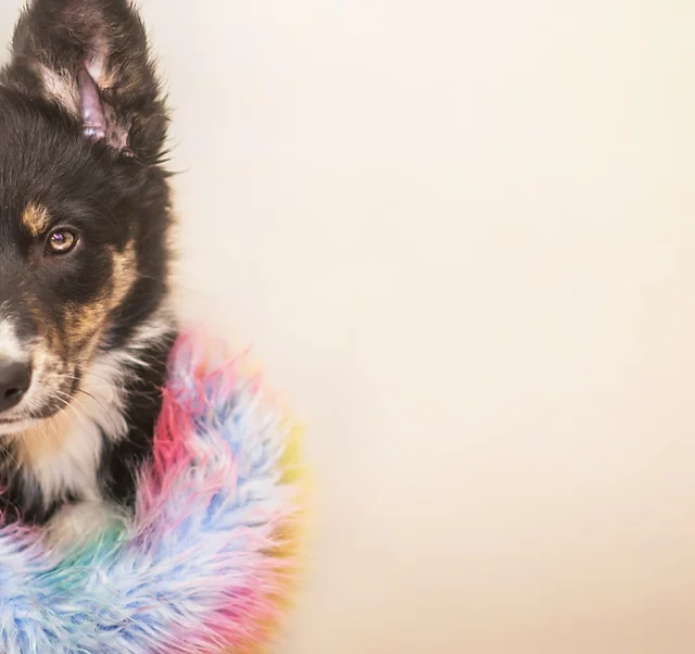 dogs craft toys