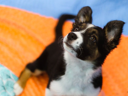 Training Tips for Sensitive and/or Distracted Dogs - Episode 6. Clarity, Criteria and Consistency!