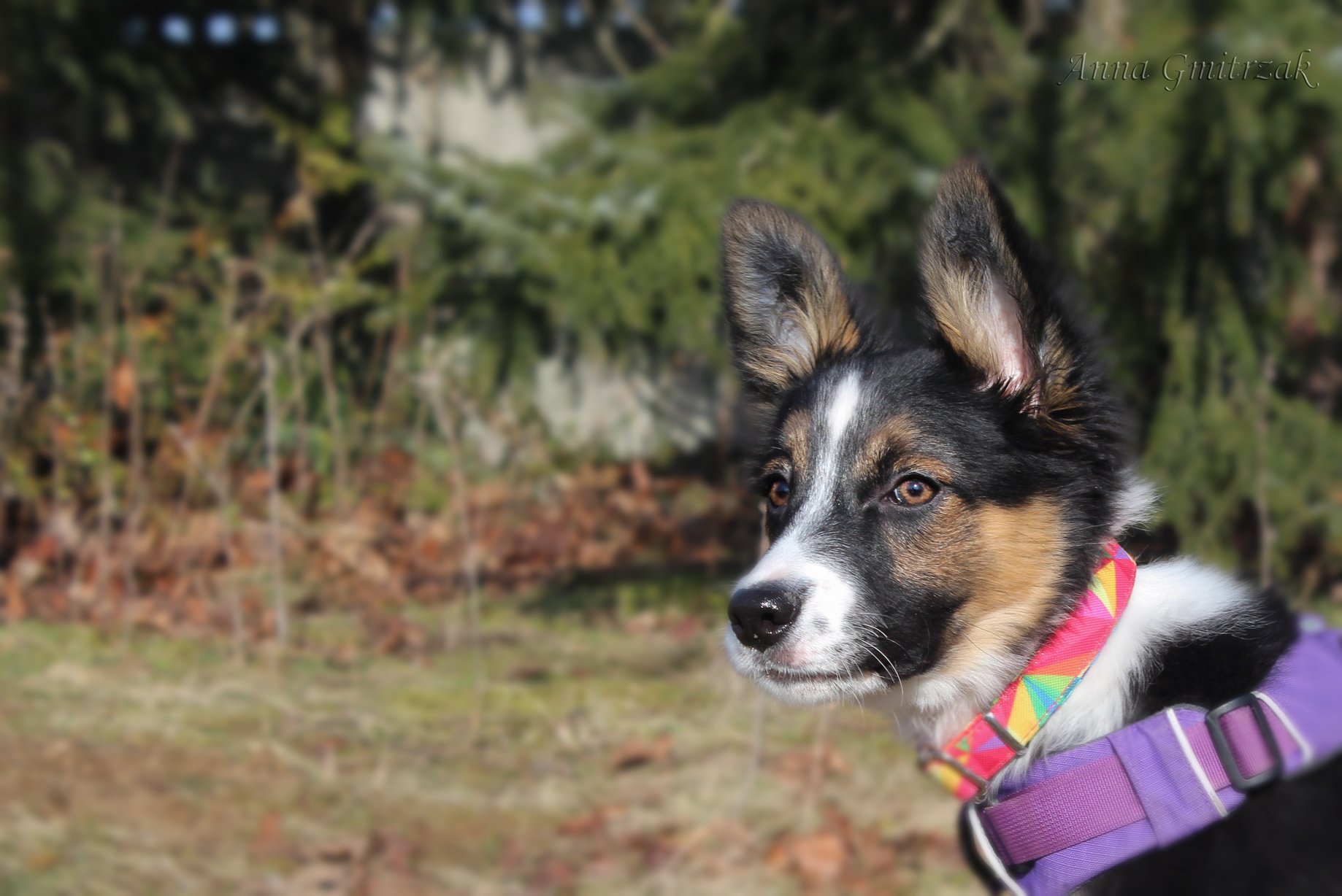 best ways help a easily distracted dog undistracted best ways help a easily distracted dog undistracted