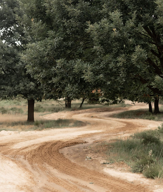 Ein Bild eines verschlungenen Weges durch die Wahner Heide