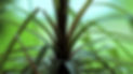 planta1.jpg