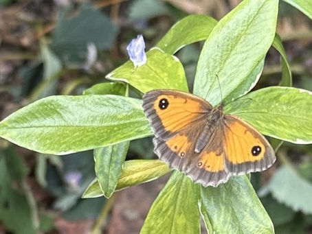 From Caterpillar to Butterfly: Your German Learning Transformation This Summer