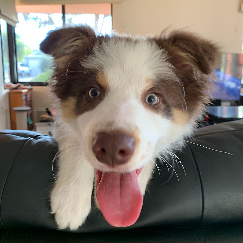Asher as a puppy climbing on all the furniture