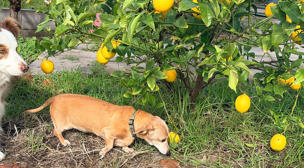 The harvest team arrives. Asher immediately claimed management responsibilities while Milly began inspecting fallen lemons for quality control issues.