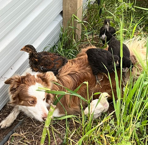 Gentle Protector of the Young