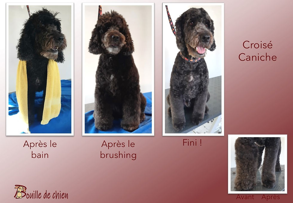AAA Photo Croisé Caniche
