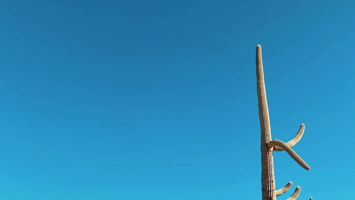 Saguaro National Park