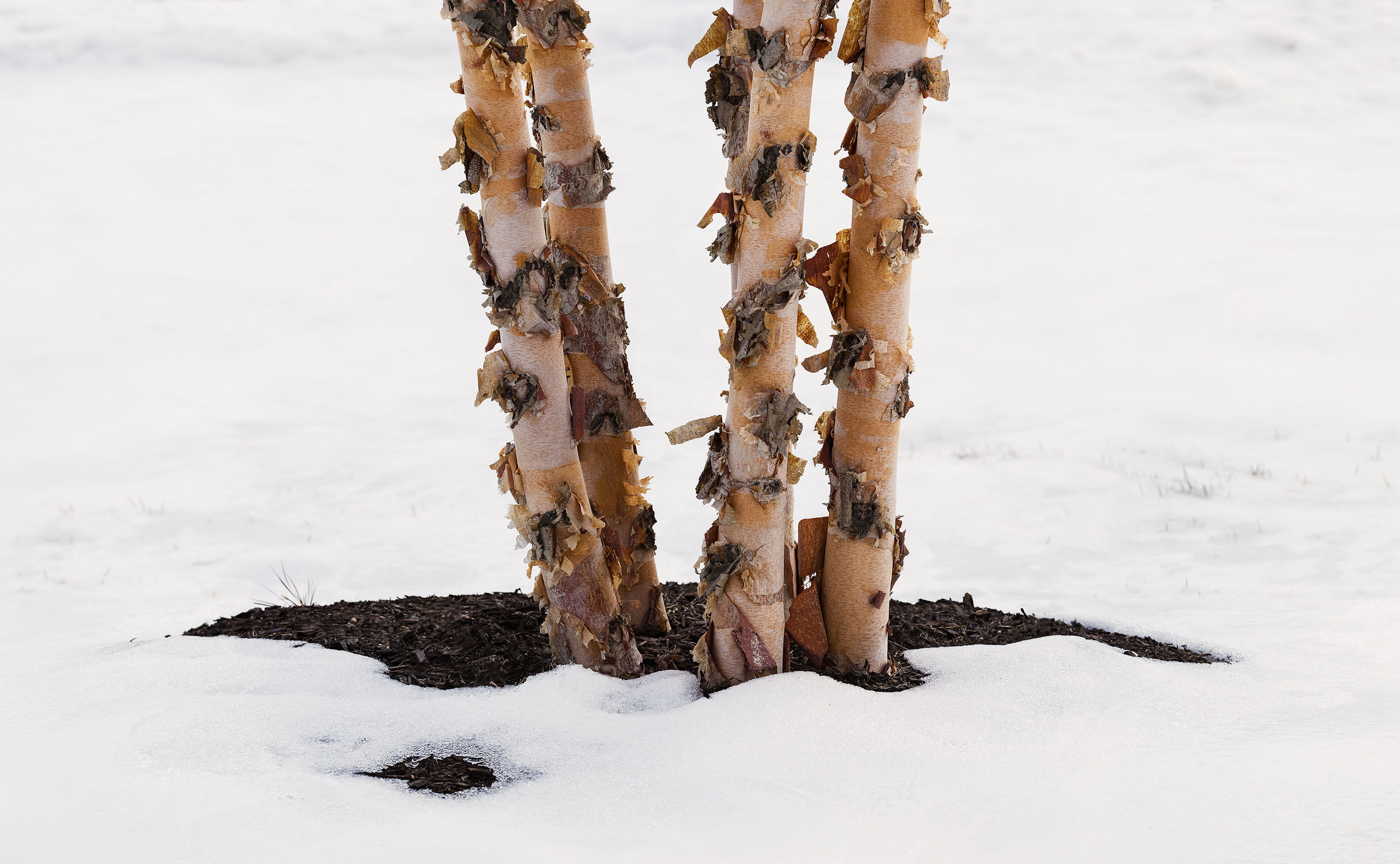 Crow Valley Park Drive (2018)