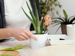 Is Aloe Plant an Easy Care Houseplant?