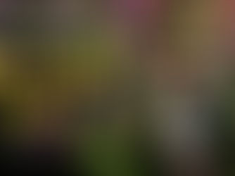 Escape to a World of Orchids at Night! New York Botanical Garden