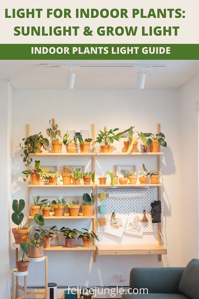 Light Guide for Happy Indoor Plants