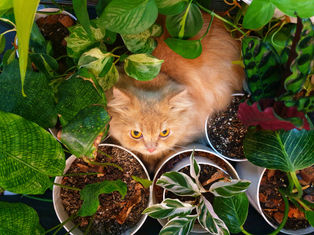A Cat is a Lion in a Jungle of Small Bushes