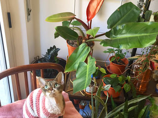 philodendron glorious vs gloriosum Philodendron 'Glorious' – Foliage Factory main image 1