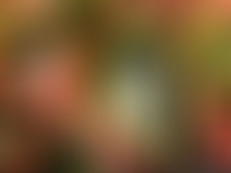 Is Kalanchoe an Easy Care Houseplant?