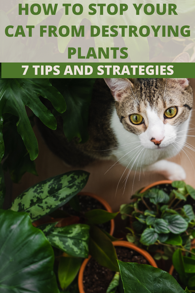 How to Keep Cats from Destroying Your Houseplants