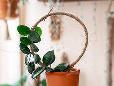 Easy DIY Hoop Trellis For Indoor Plants