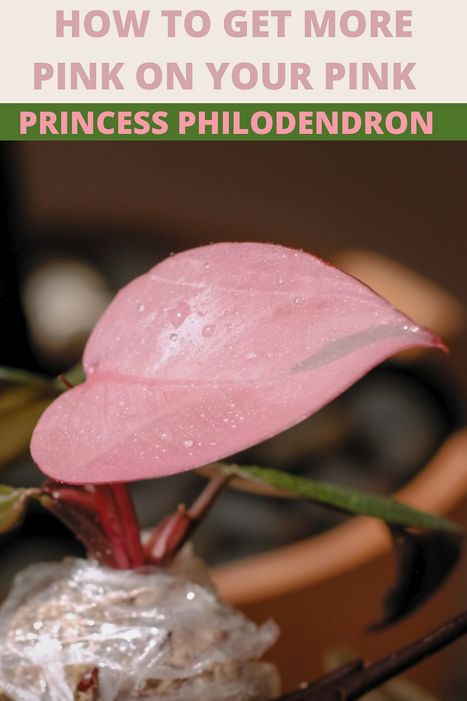 How to Get MORE PINK on Your Pink Princess Philodendron (Part 1)