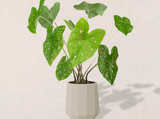 Is Caladium Plants an Easy Care Houseplant?