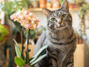 Tough Decision, but who's cuter?