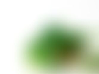 Is Pothos an Easy Care Houseplant?