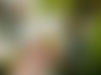 Is Calla Lily Flowers Plants An Easy Care Houseplant?