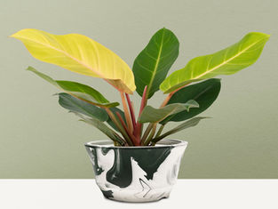 Is Moonlight Philodendrons an Easy Care Houseplant?