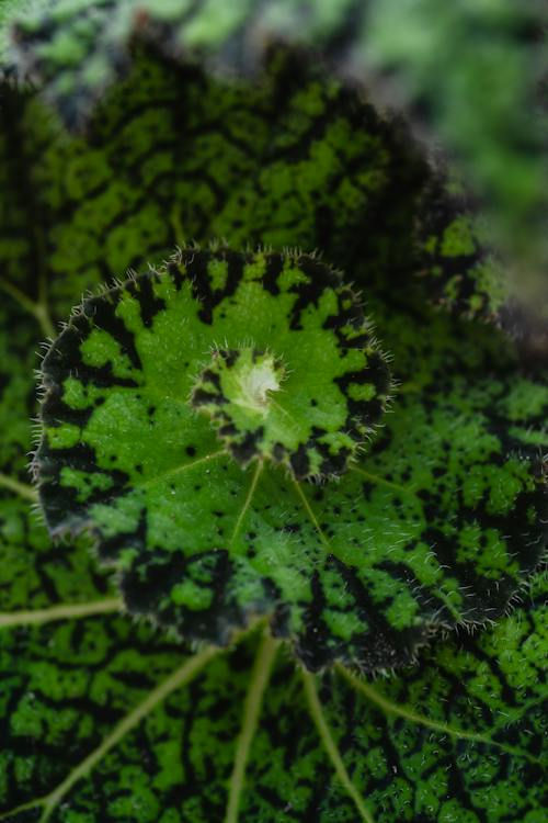 begonia rex