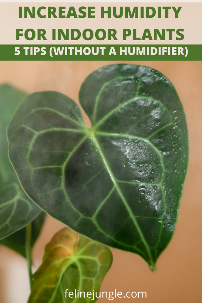 5 Best tips to Increase Humidity for House Plants (Without Humidifier)