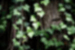 Are english ivy plant Toxic for Cats?