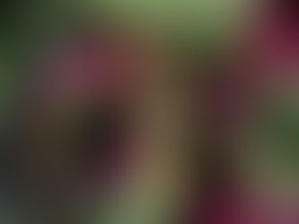 Is Crotons an Easy Care Houseplant?