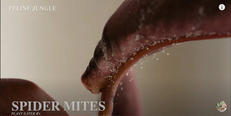 How to identify Spider Mites Common houseplant pest