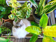 Ivy Among the Plants