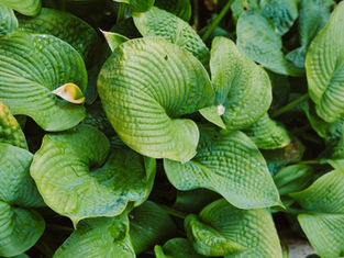 Is Hostas an Easy Care Houseplant?
