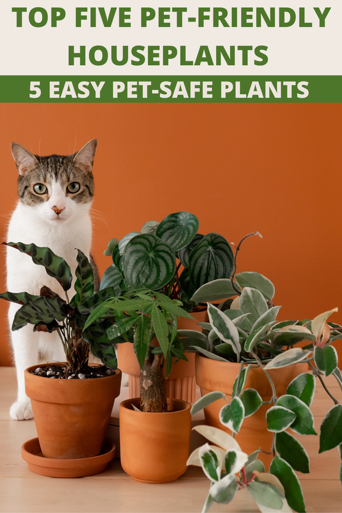 View of Five Pet-Friendly Houseplants for Cat Parents