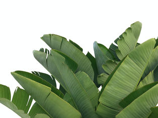 Is Bird of Paradise Plants an Easy Care Houseplant?