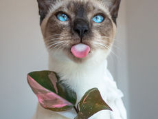 Pink Princess Bow Tie