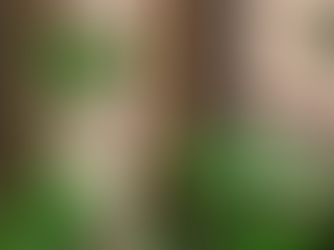 Easy DIY Moss Pole Tutorial for Plant Beginners