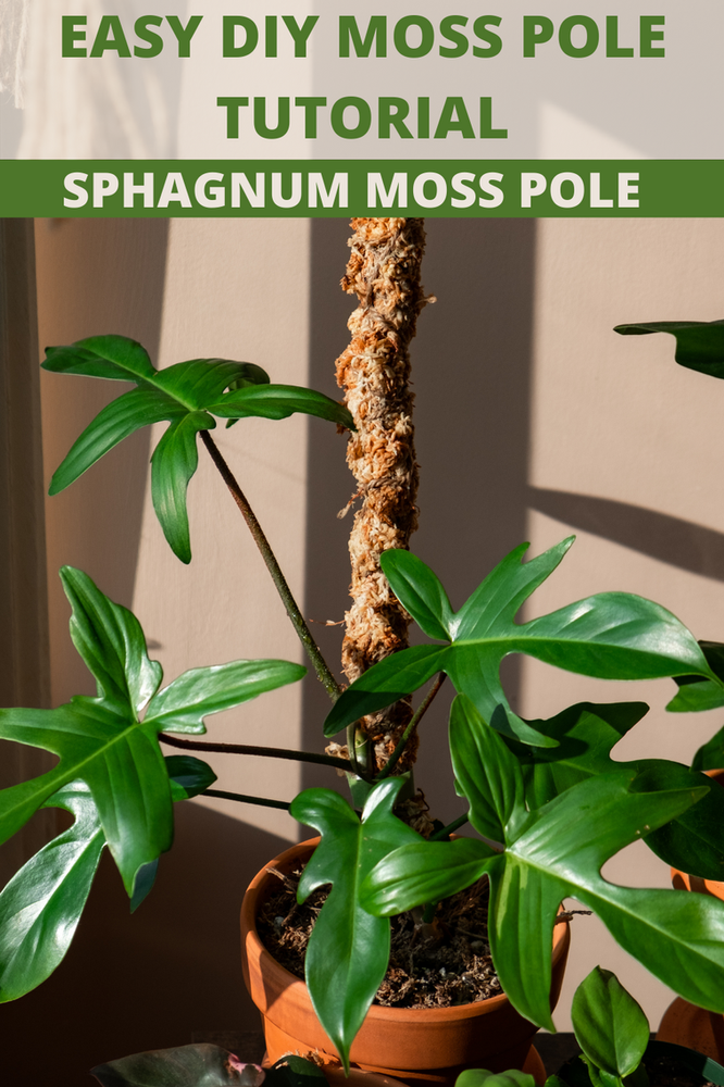 Easy DIY Moss Pole Tutorial for Plant Beginners