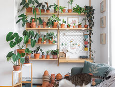 3 Easy Steps: Book Shelves to Plant Wall