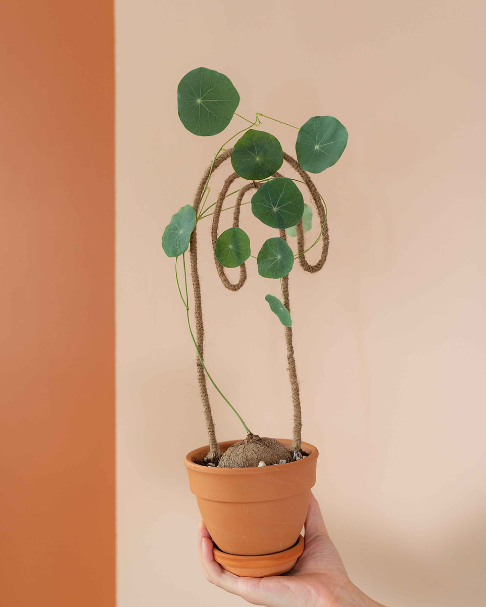 12 inch plastic planter Clear Plastic Pot 12cm / Single main image 0