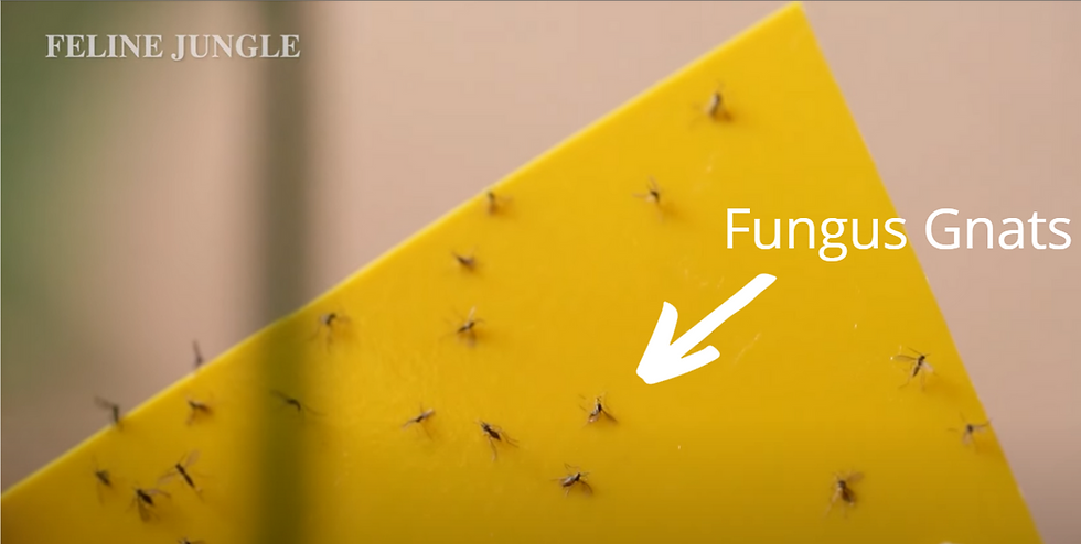 How to identify fungus gnats common houseplant pest