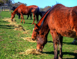 Animal Feed in Perth Tours