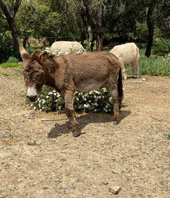 Asino in un campo