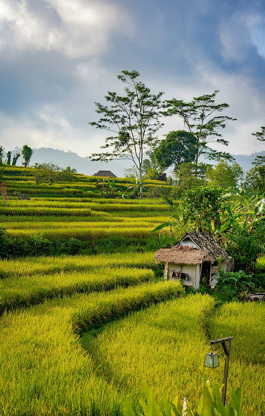 Explore Tabanan, Bali’s green heart, with rice terraces, quiet beaches, and cultural villages that keep the island’s traditions alive.
