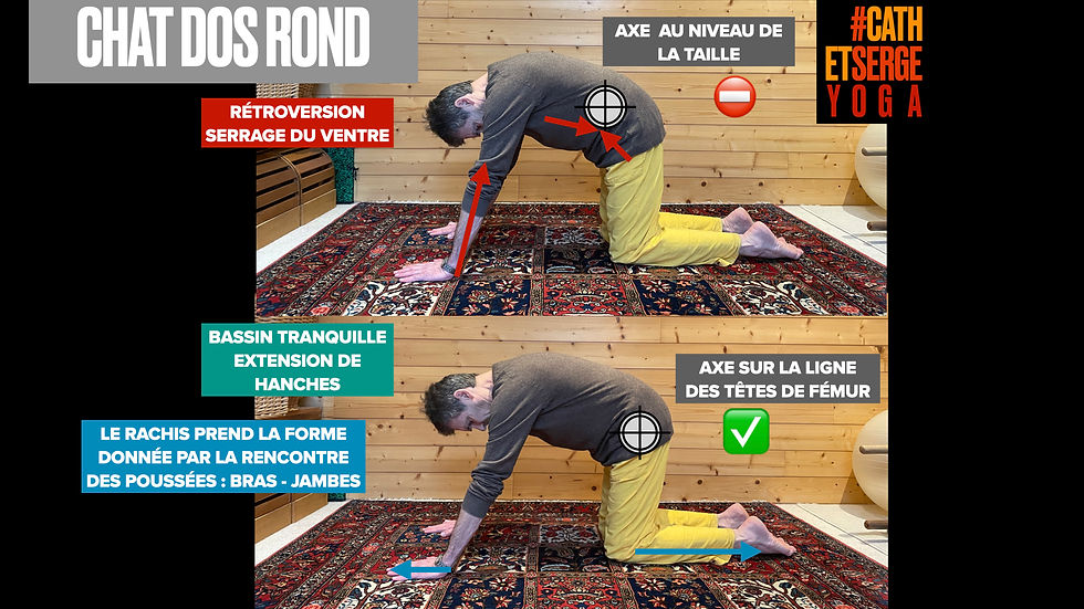 Pratique du chat dos rond, placement des mains et du bassin